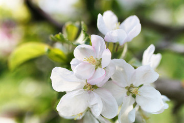 Fototapeta na wymiar early spring flowering apple tree with bright white flowers