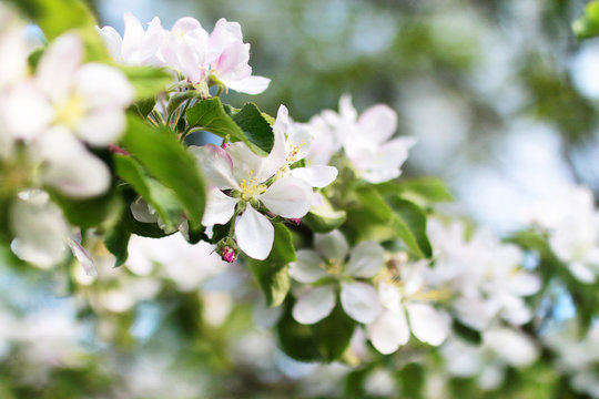 early spring flowering apple tree with bright white flowers