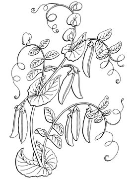 Pea graphic bush black white isolated sketch illustration vector
