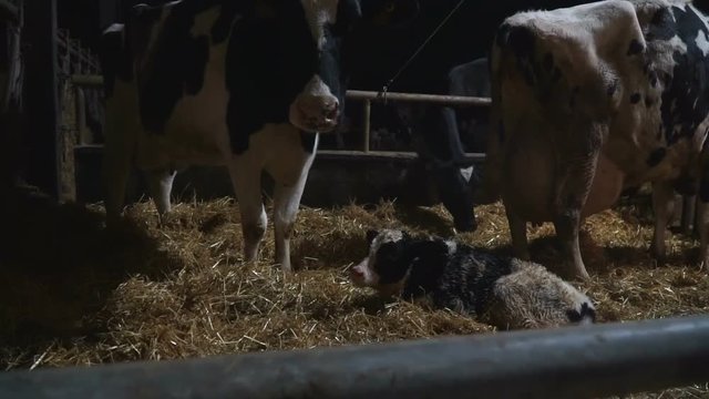 A newborn calf lies on a straw on a farm