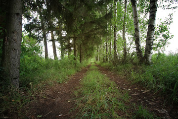 road ground forest tree