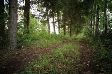 road ground forest tree