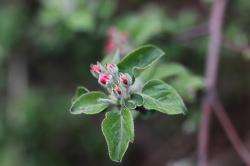 spring macro leaf and flower of new life