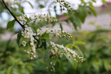 spring macro leaf and flower of new life