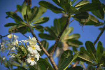 Obraz premium White Plumeria with blue sky on the background