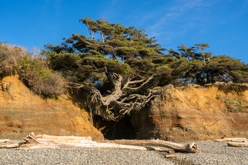 Trees Above The Ocean