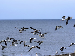 shoals Kelp Gull, Larus dominicanus, on the coast of Punta Arenas, Patagonia, Chile