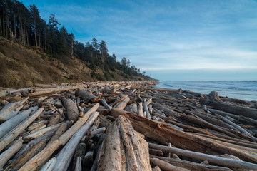 Fototapeta na wymiar Logs Along The Beach