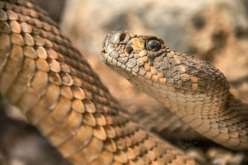 Western Diamondback Rattlesnake
