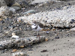 Two-banded Plover, Charadrius falklandicus, Punta Arenas, Patagonia, Chile