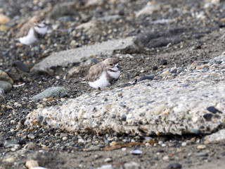 Two-banded Plover, Charadrius falklandicus, Punta Arenas, Patagonia, Chile