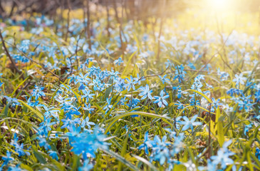 Blue blossom flowers spring snowdrop Scilla Squill