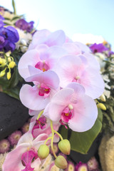 Naklejka na ściany i meble Big Beautiful pink orchid in the garden