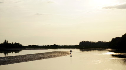 Beach and mangrove forest in  tropical coastal. Mangroves are salt tolerant trees and are adapted to life in harsh coastal conditions.