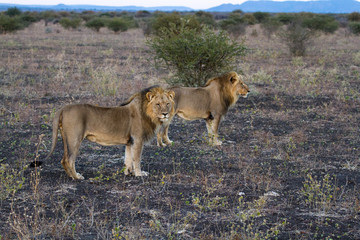 Black manned Lions hunting
