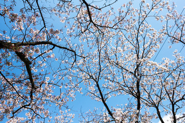 Cherry (Sakura) Blossoms in Japan