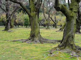 Cherry blossom trees with moss in Japan