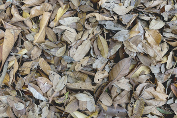 group of dry leaves on the ground