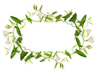 Bindweed flower and leaves in a frame