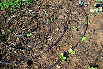 Garden home gardening lettuce salad cultivation
