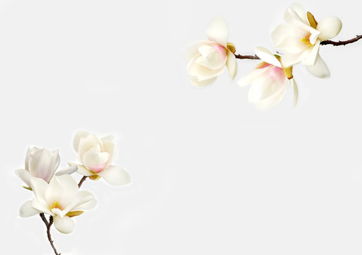 Fototapeta Magnolia flower on white background