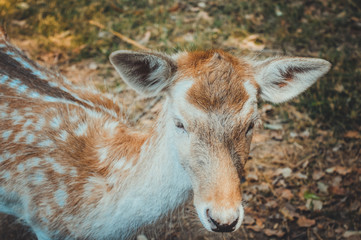 closeup of white dotted gazelle