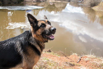 Dog german shepherd near water