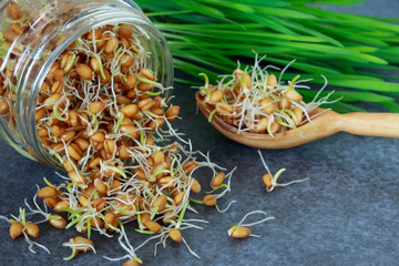 Germinated wheat grains
