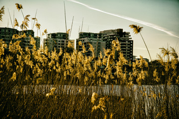 Reeds in the city