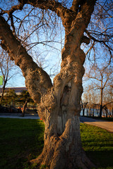 Old tree