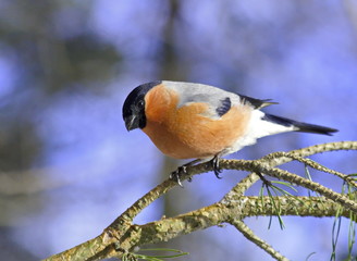 Bullfinch male on a pine branch.