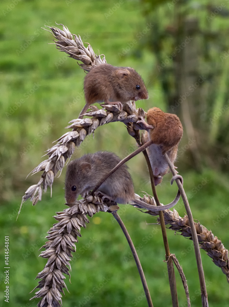 Poster A group of three wild harvest mice feeding on ears of corn set in a natural background and in upright vertical format