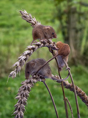 A group of three wild harvest mice feeding on ears of corn set in a natural background and in upright vertical format © alan1951
