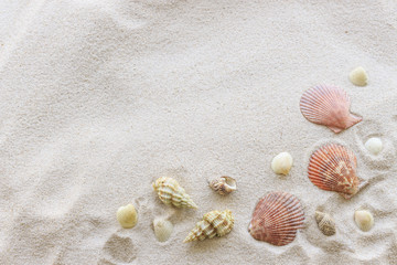 Naklejka na ściany i meble sea shells on white sand. summer concept. over light