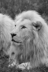 Lion - Majestic creatures 