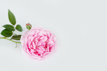 Beautiful rose on white background 