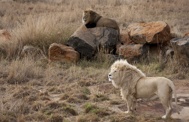 Lion - Majestic creatures 