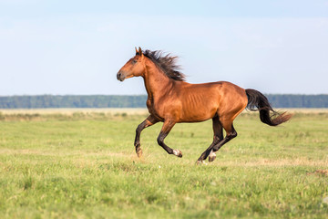Red horse at full gallop
