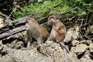 Beautiful unique city of Bangkok in Thailand and Phuket, Ko Samui, Khao Lak