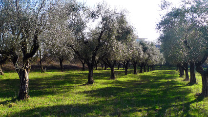 orchard