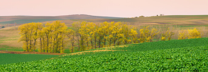 Panorama of south moravia autumn fields with a trees.
