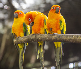 Parrots in Paradise Phuket Thailand