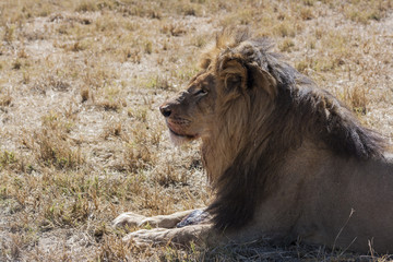 Lion having dinner 