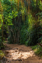 A small path in the jungle of Sri Lanka