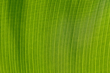 Green banana leaf pattern