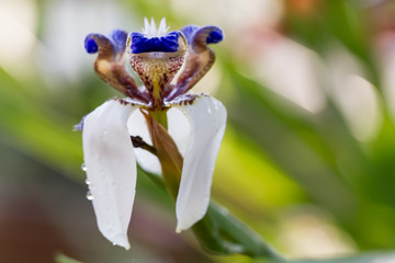close up white flower  and blur blackground
