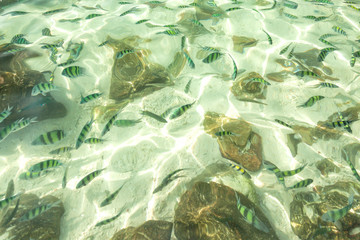 Fototapeta na wymiar clear sea fish see through blue sky