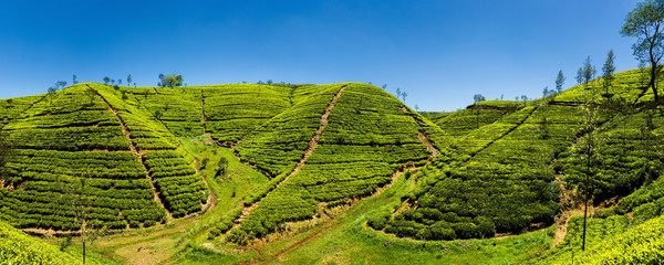Panoramic view of a mountain tea plantation with blue sky on background in Sri Lanka.