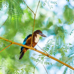 White-throated Kingfisher (Halcyon smyrnensis fusca) perched on an acacia tree