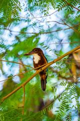 White-throated Kingfisher (Halcyon smyrnensis fusca) perched on an acacia tree